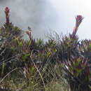 Image of Guzmania confinis L. B. Sm.