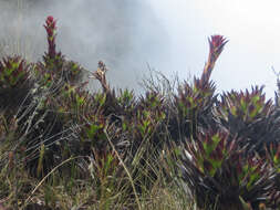 Слика од Guzmania confinis L. B. Sm.