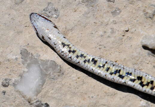 Image of Southern Smooth Snake