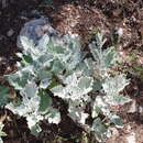 Image of Jacobaea ambigua subsp. nebrodensis (Guss.) Peruzzi, N. G. Passal. & C. E. Jarvis