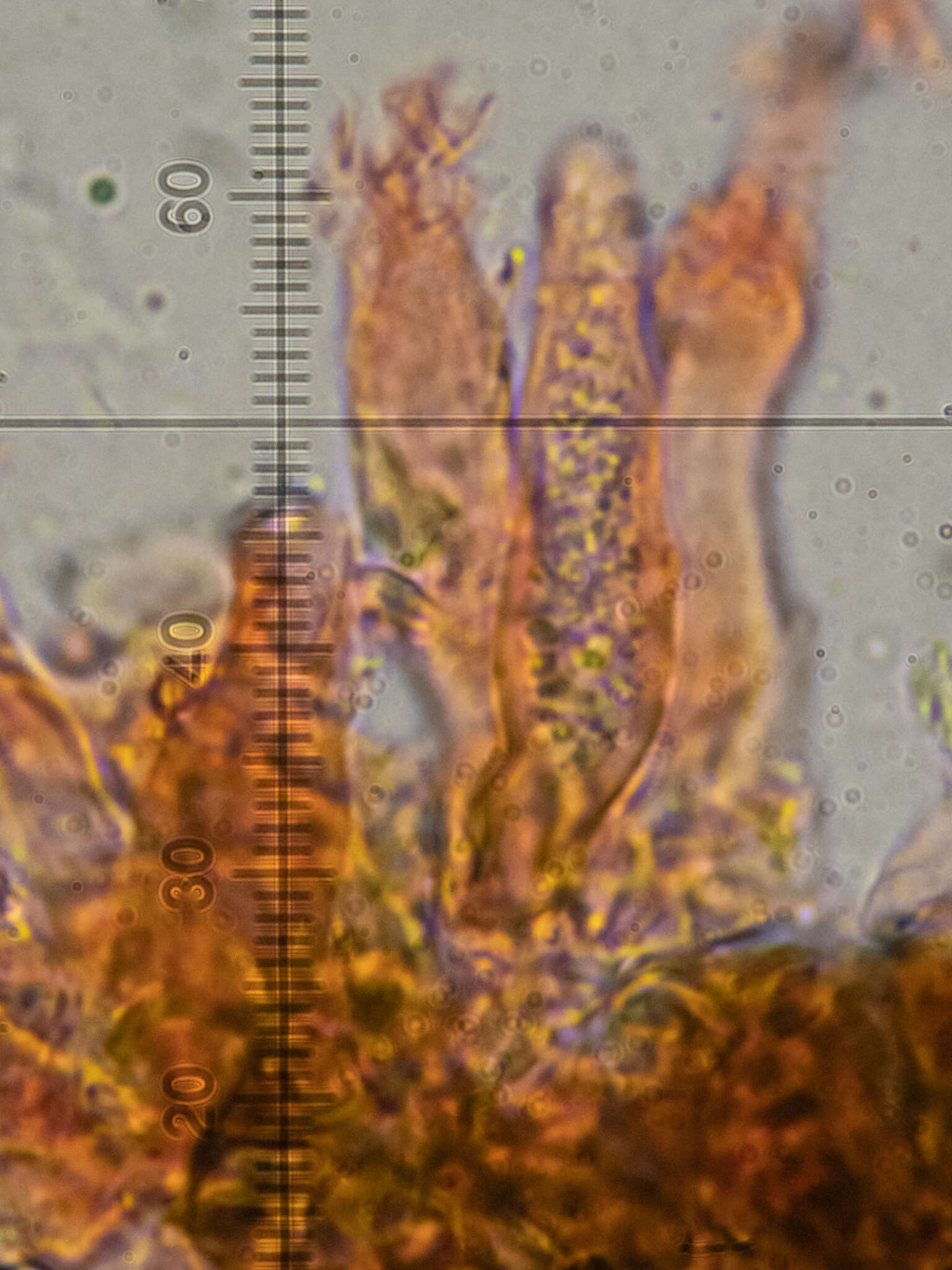 Image of Peniophora lycii (Pers.) Höhn. & Litsch. 1907