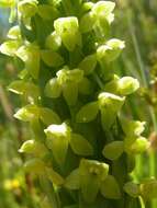 Imagem de Platanthera pollostantha R. M. Bateman & M. Moura