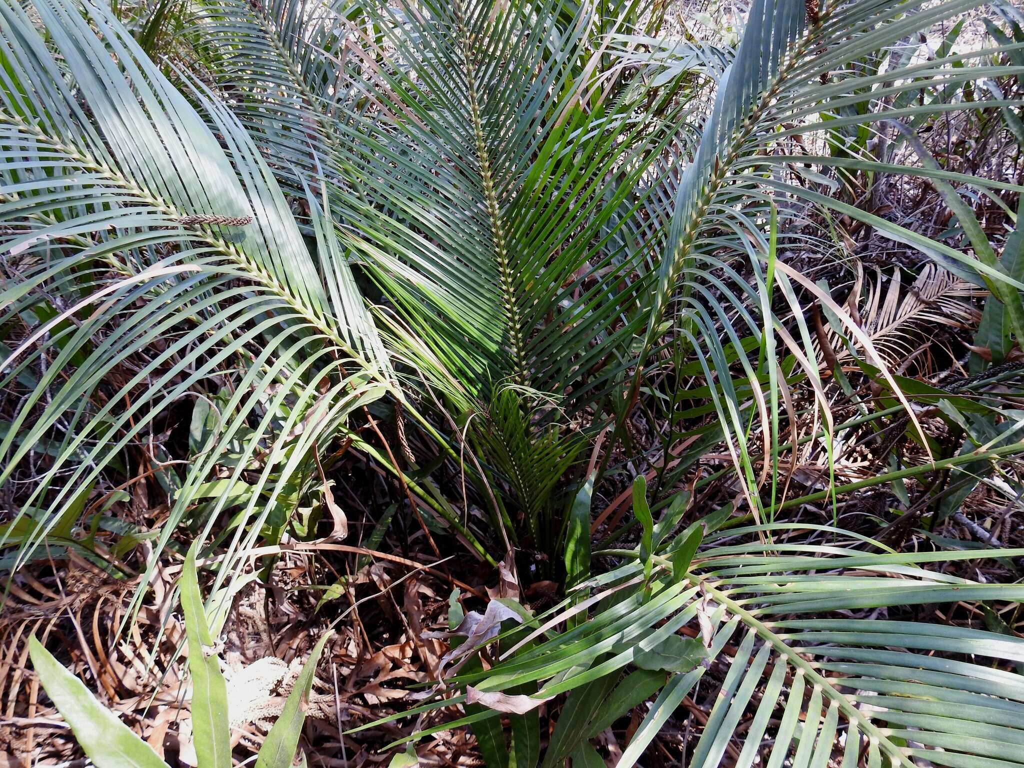 Image of Macrozamia mountperriensis F. M. Bailey