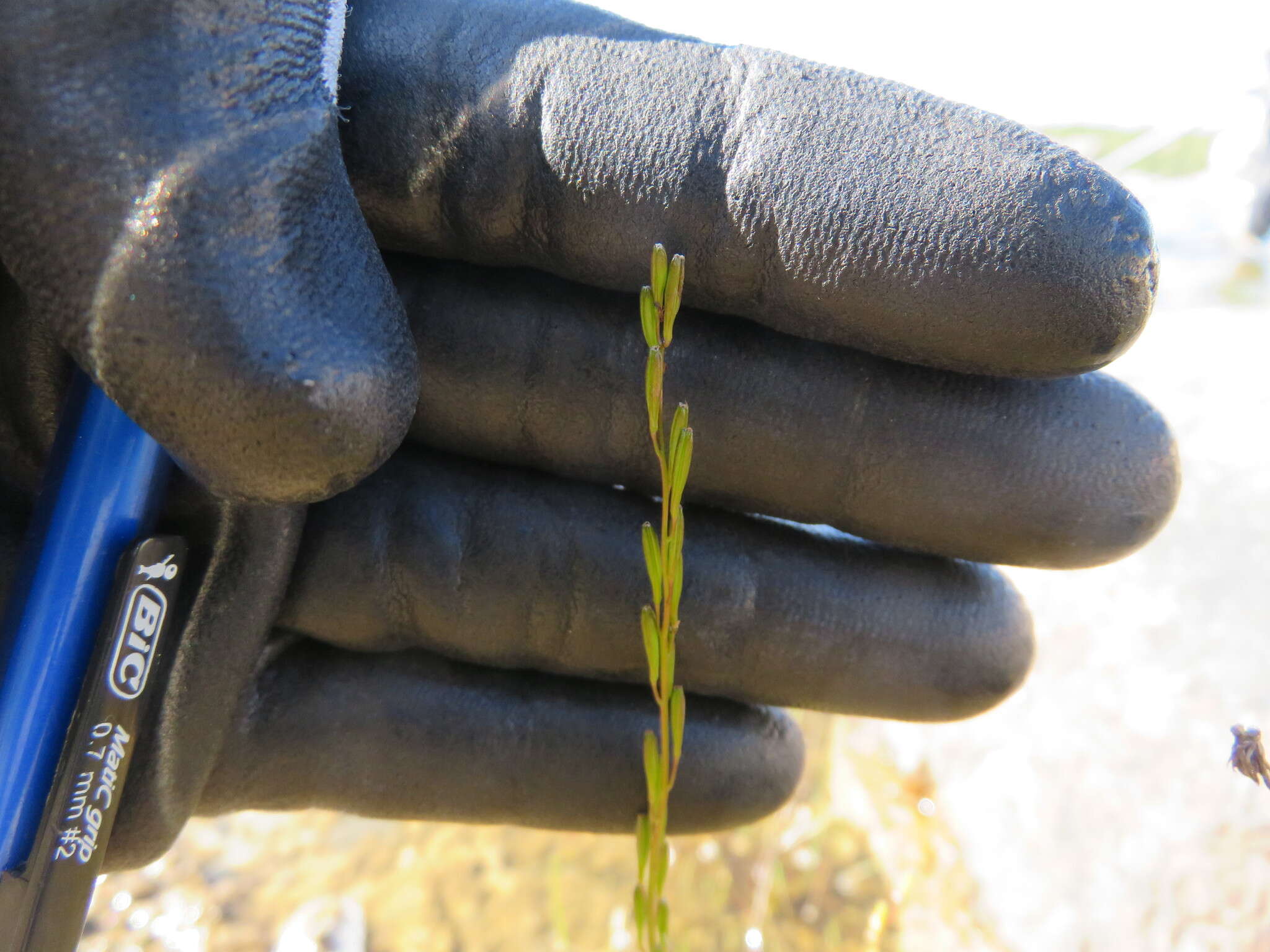 Image of Marsh Arrowgrass