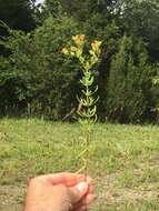 Image of straggling St. Johnswort