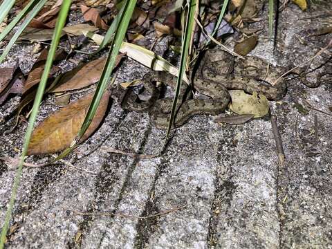 Image de Protobothrops cornutus (M. A. Smith 1930)