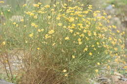 Image of Genista umbellata (L'Her.) Poir.