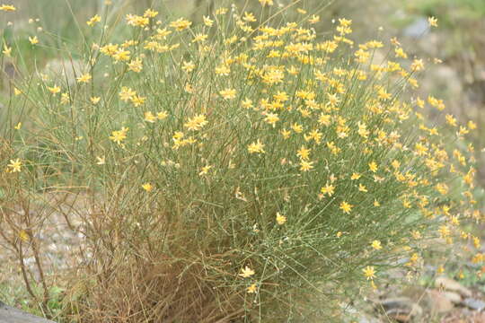 Image of Genista umbellata (L'Her.) Poir.