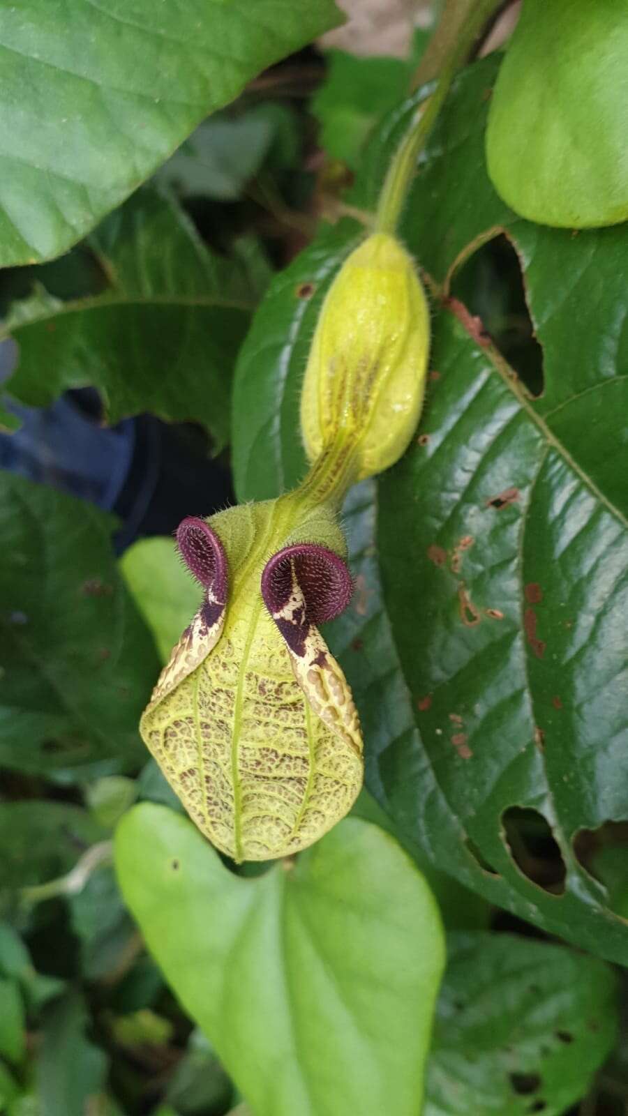 Plancia ëd Aristolochia pilosa Kunth