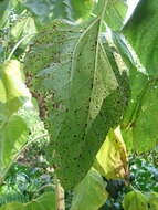 Image of Puccinia helianthi Schwein. 1822