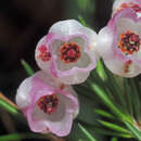 Image of Erica holosericea Salisb.