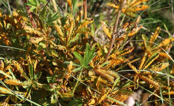 صورة Phragmidium potentillae (Pers.) P. Karst. 1878