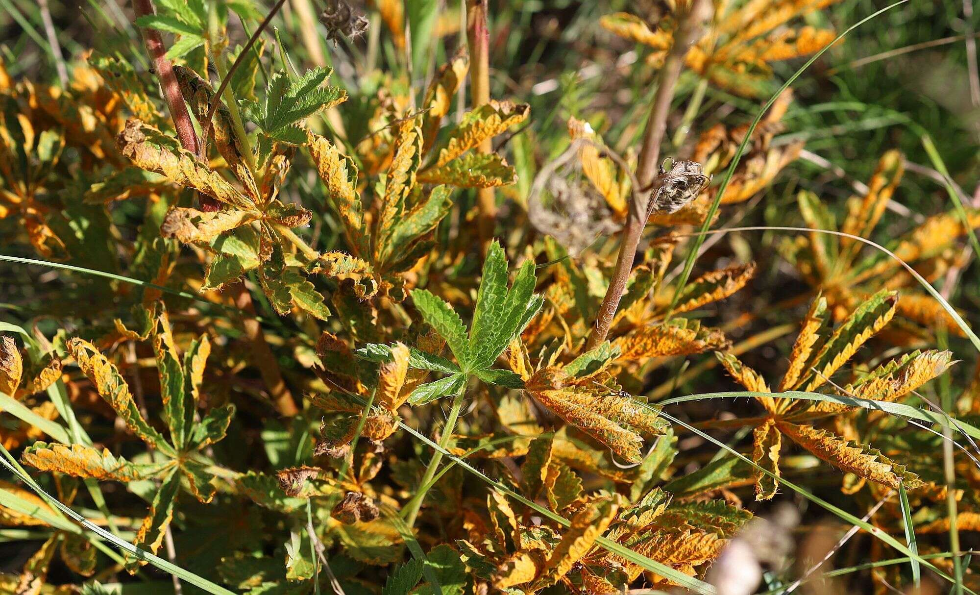 صورة Phragmidium potentillae (Pers.) P. Karst. 1878