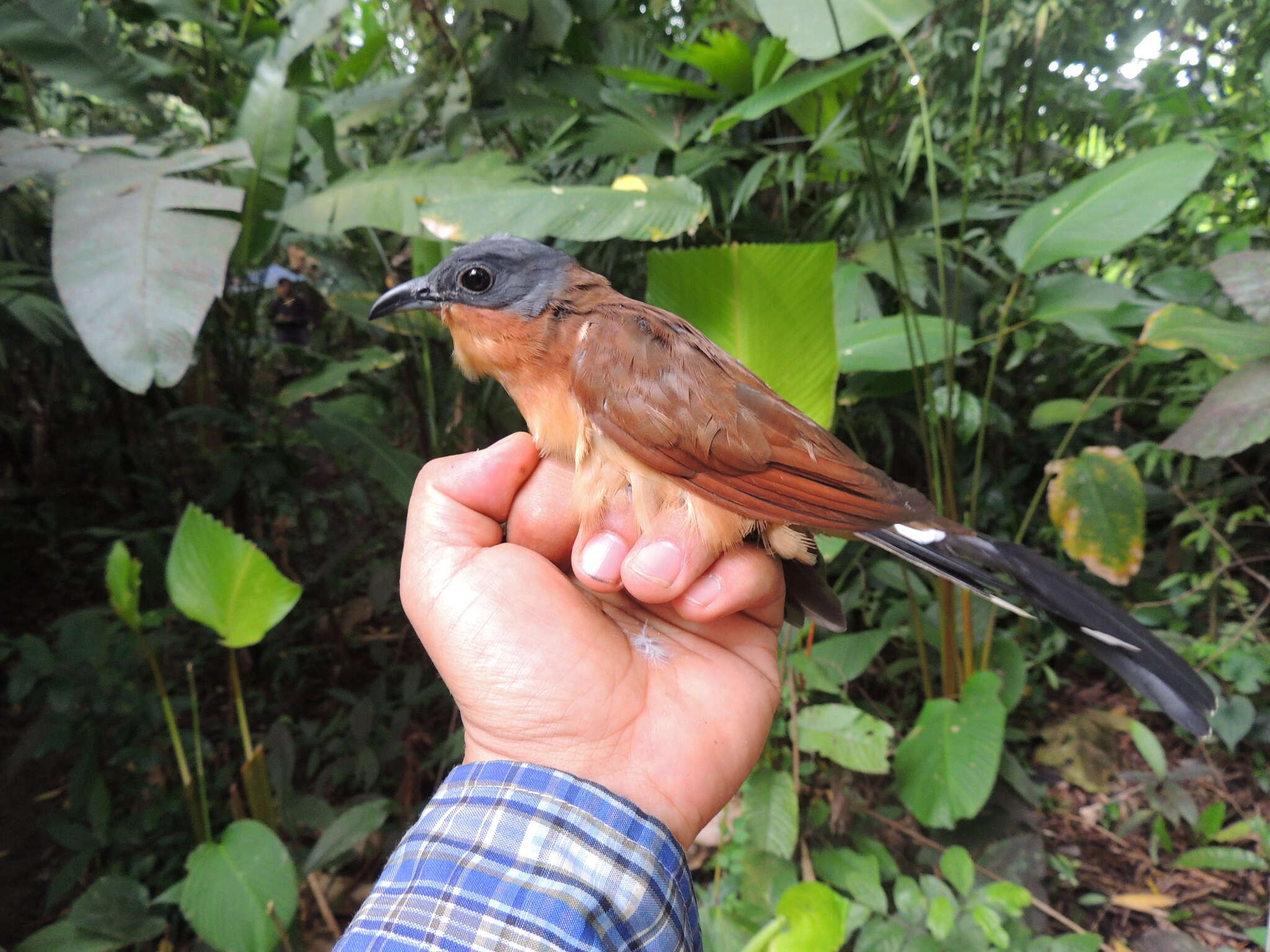 Image of Grey-capped Cuckoo