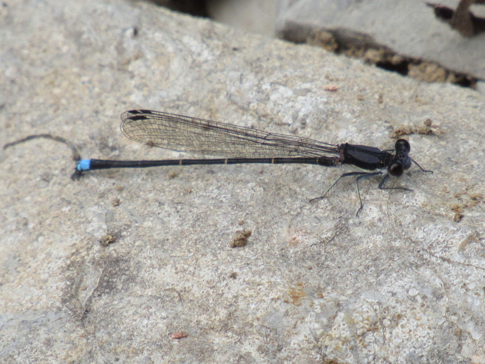 Image of Blue-tipped Dancer