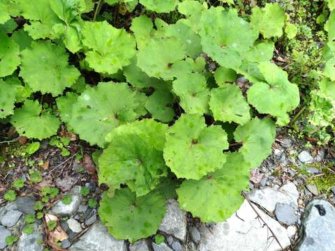 Petasites formosanus Kitam.的圖片