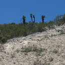 Imagem de Yucca mixtecana García-Mend.