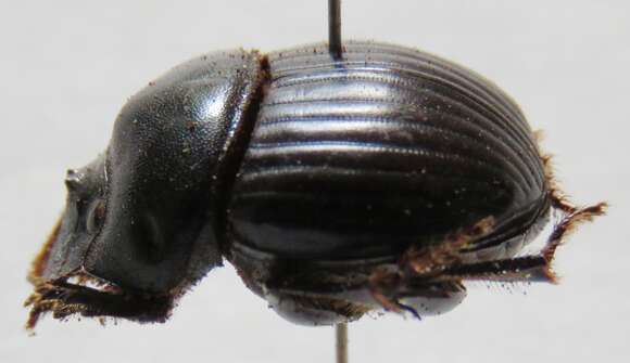 Image of Dichotomius (Luederwaldtinia) centralis (Harold 1869)