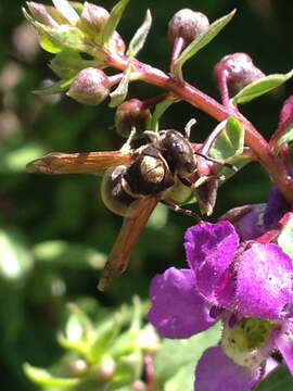 Image of Mexican Honey Wasp