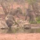 Image of Gray-footed Chacma