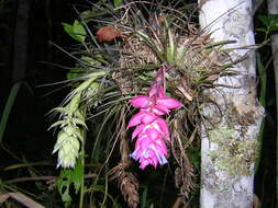 Image of Airplant