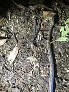 Image of Brown Rainbow Boa