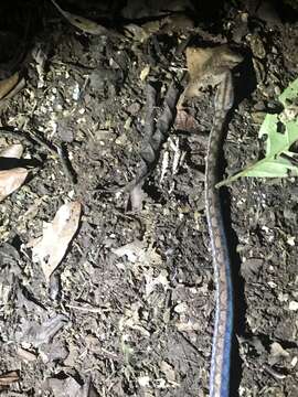 Image of Brown Rainbow Boa