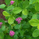 Image of <i>Spiraea <i>splendens</i></i> var. splendens