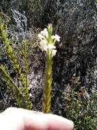 Image of Struthiola ciliata (L.) Lam.