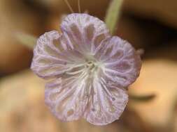 Image of Transverse Range phacelia