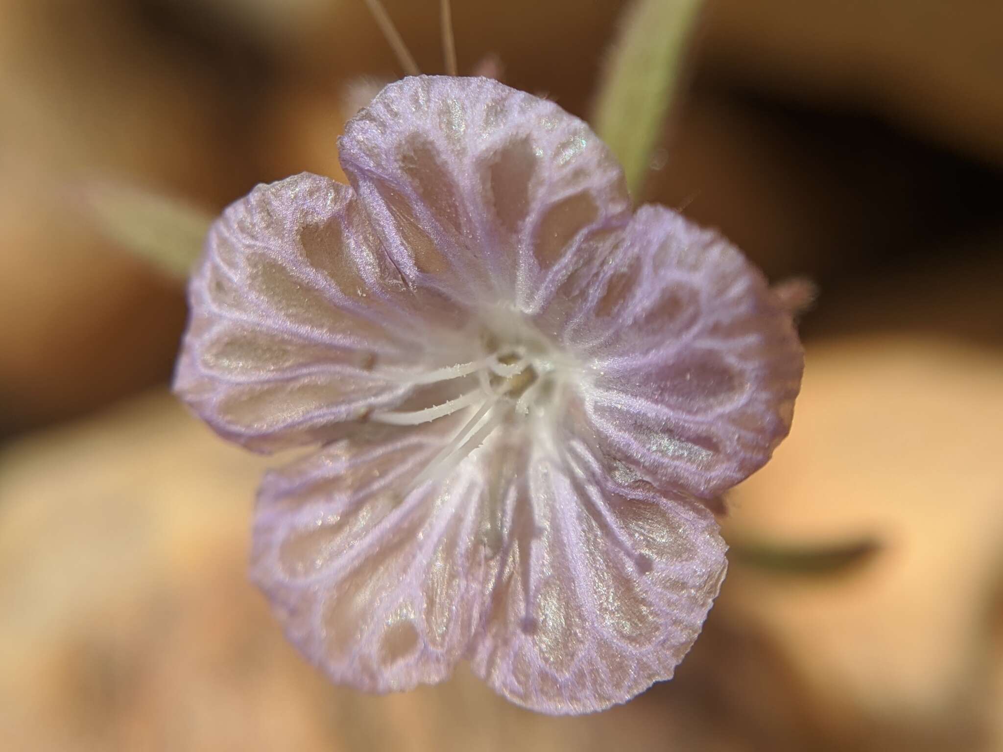 Phacelia exilis (A. Gray) G. J. Lee的圖片