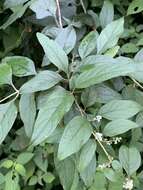 Image of Climbing buddleja