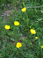 Ranunculus bulbosus L.的圖片