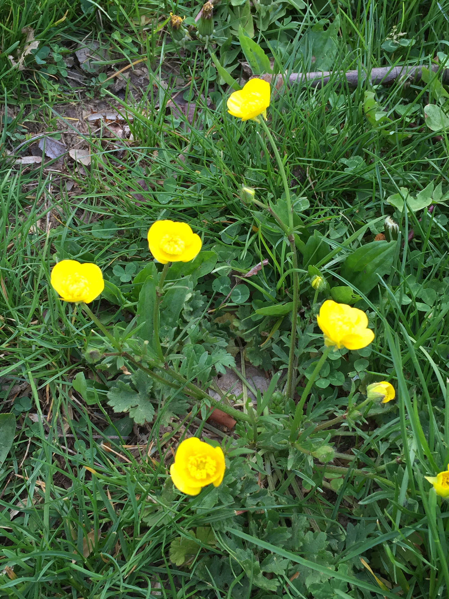 Ranunculus bulbosus L.的圖片