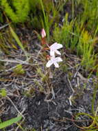 Image de Disa gladioliflora Burch. ex Lindl.