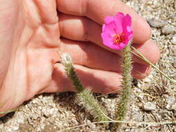 Portulaca eruca Hauman resmi