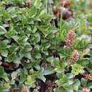 Image of Salix berberifolia subsp. tschuktschorum (A. Skvorts.) Worosch.