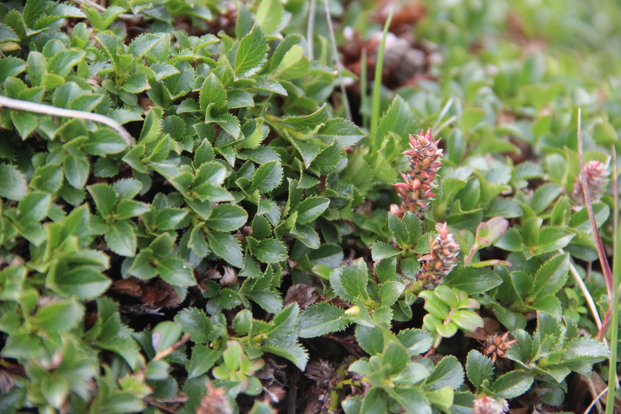 Salix berberifolia subsp. tschuktschorum (A. Skvorts.) Worosch.的圖片