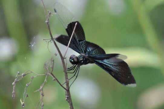 Image of Butterfly Dragonfly