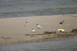 Image of Little Tern