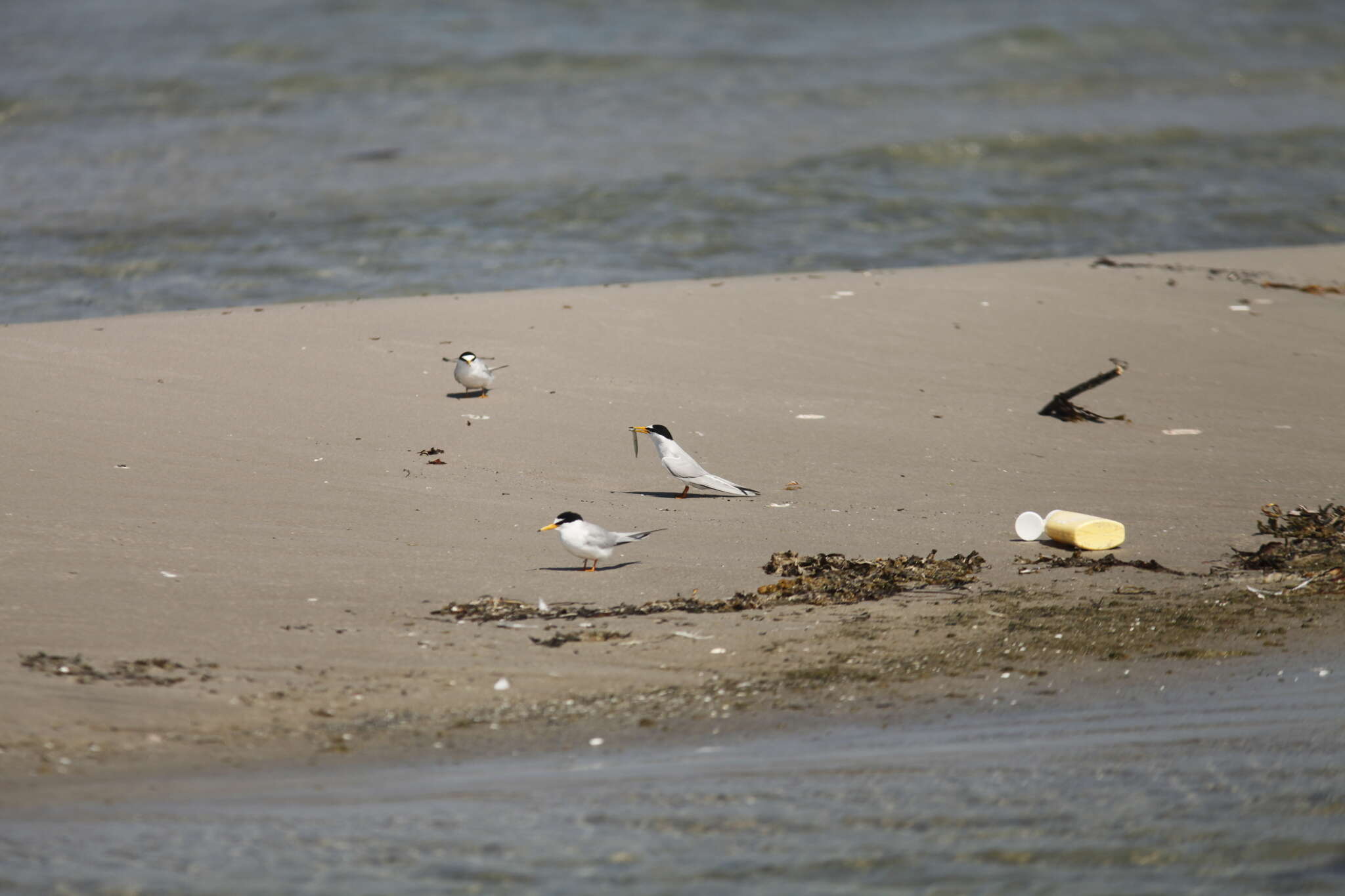 Image of Little Tern