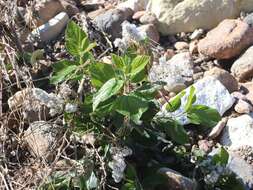 Image de Ceanothus arboreus Greene