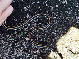 Image of Western Ribbon Snake