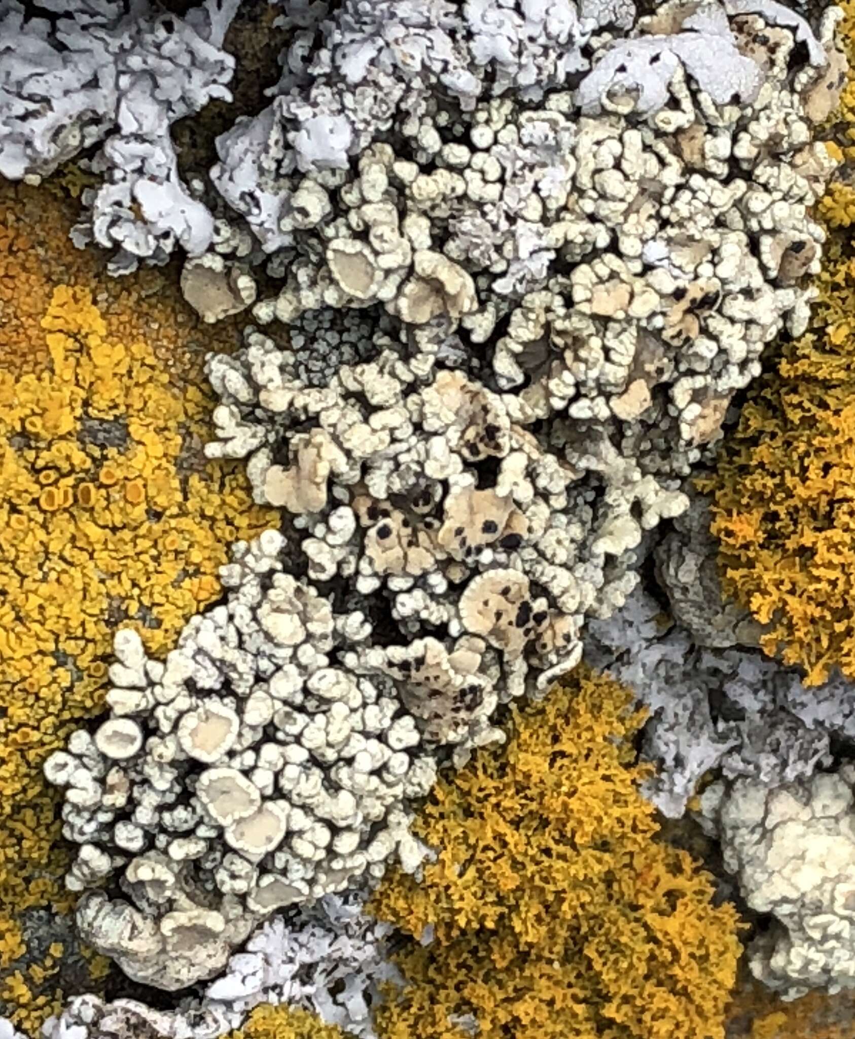 Image of Bolander's cladidium lichen