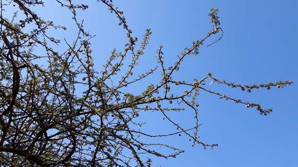 Image of umbrella thorn