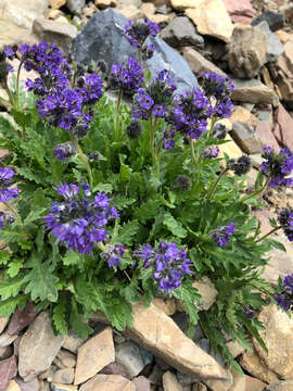 Image of alpine phacelia