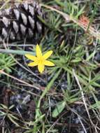 Image of fringed yellow star-grass