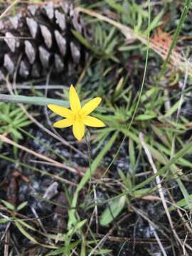 Image of fringed yellow star-grass