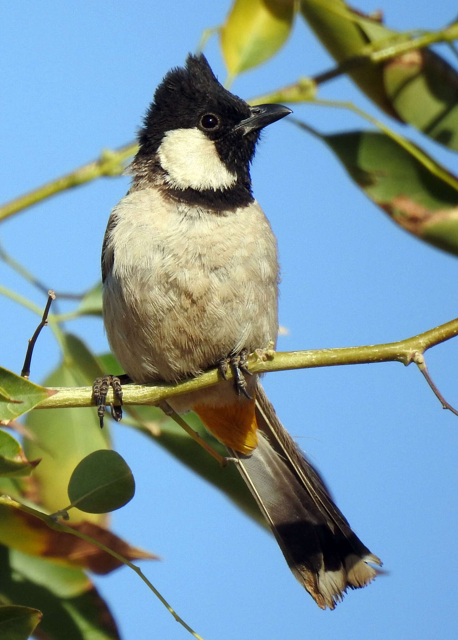 Image of White-eared Bulbul