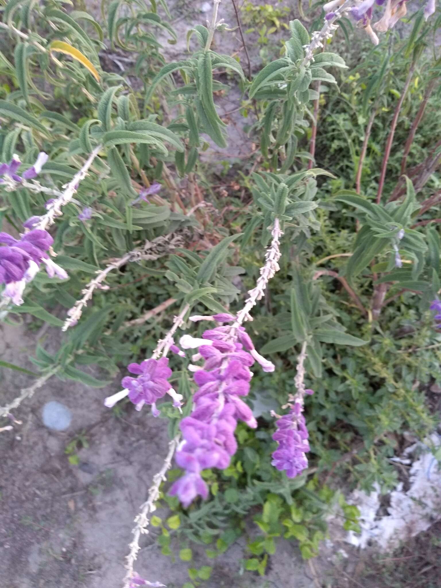 Sivun Salvia leucantha Cav. kuva